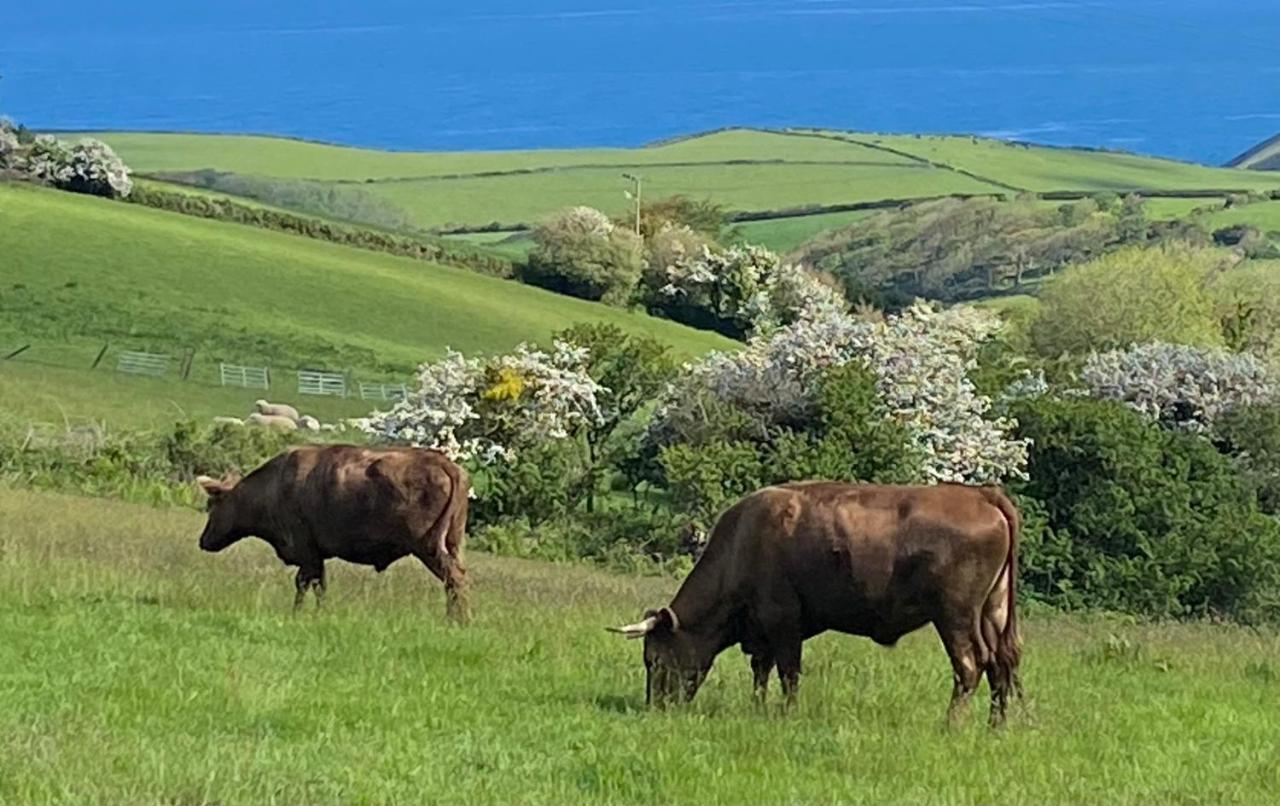 Polrunny Farm Seaberry Cottage With A Sea View And Log Burner Boscastle Zewnętrze zdjęcie